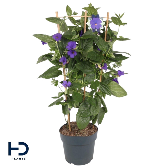 <h4>Thunbergia battiscombei</h4>