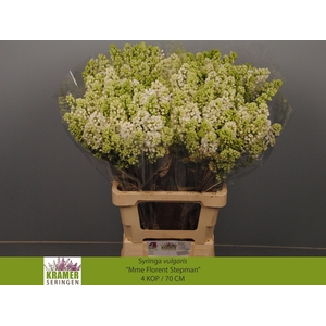 SYR V MME FL STEPMAN