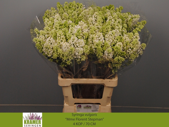 <h4>SYR V MME FL STEPMAN</h4>