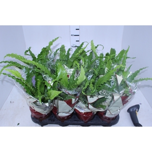 ASPLENIUM OSAKA CRESPO P14