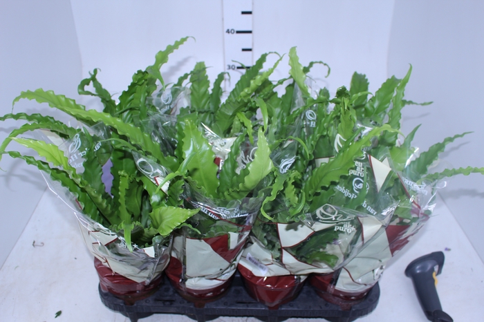 ASPLENIUM OSAKA CRESPO P14