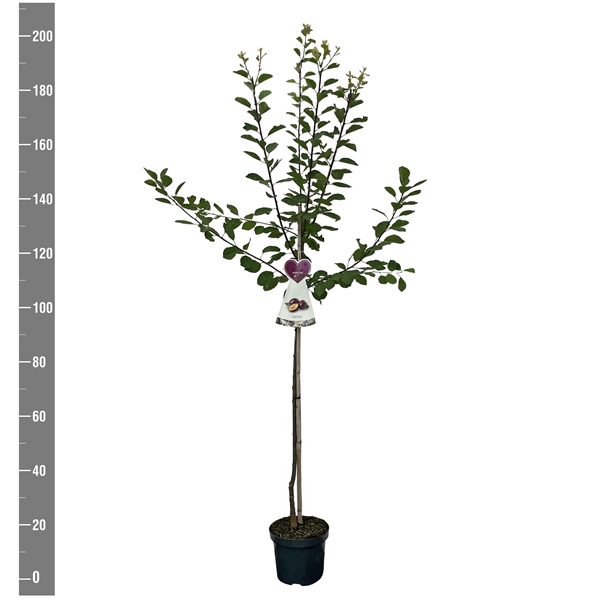 <h4>Prunus d. Opal halfstam</h4>