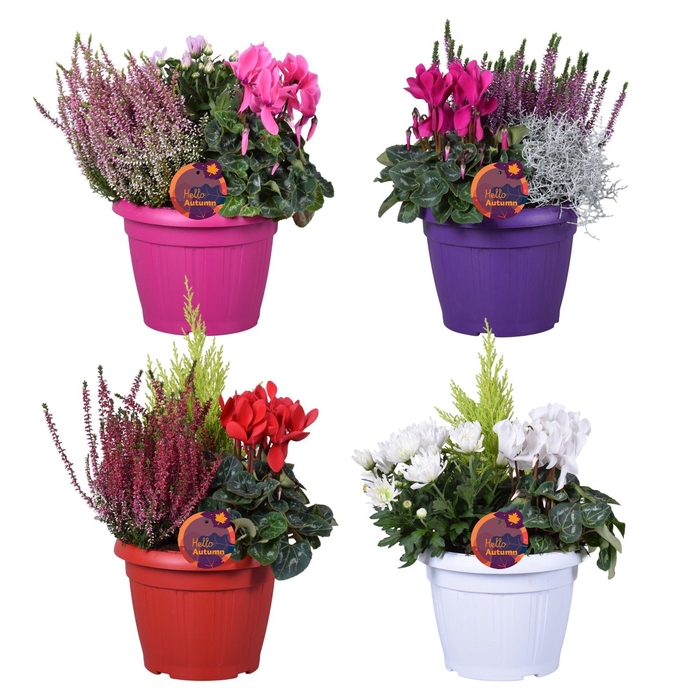 <h4>PERKPL GEM IN POT</h4>