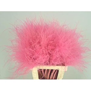 Df Stypha 60cm Bs Pink