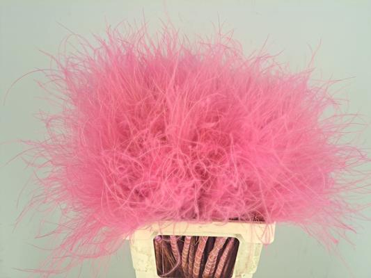 <h4>Df Stypha 60cm Bs Pink</h4>