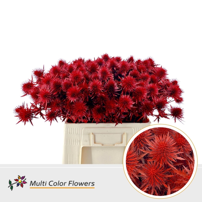 <h4>Eryngium alp.   ...colored H%</h4>