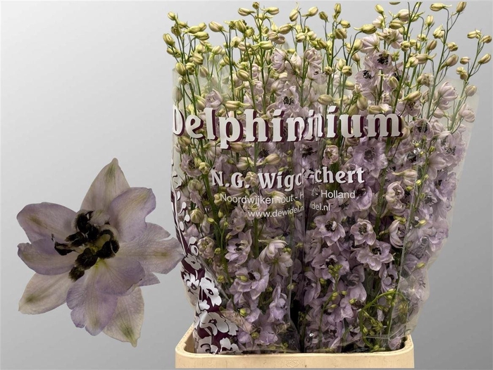 <h4>Delph El Du Dewi Rosario</h4>