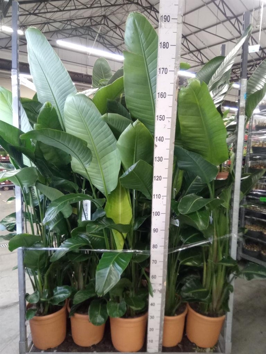 <h4>Strelitzia nicolai</h4>