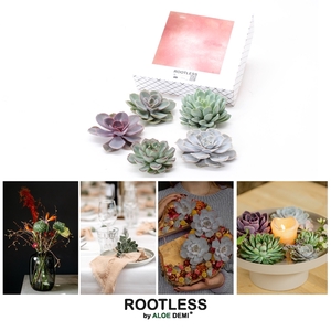 ROOTLESS Echeveria 5x 7-10 cm DIY box