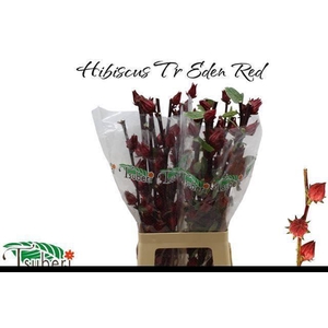 HIBIS TR EDEN RED