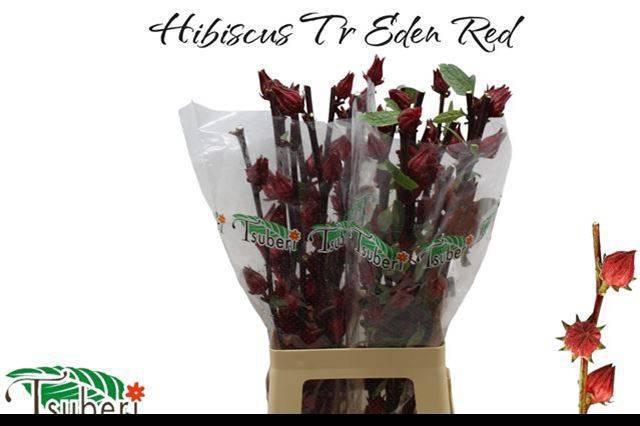 <h4>HIBIS TR EDEN RED</h4>