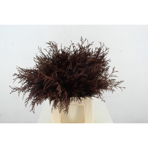 Coniferen Bordeaux Per Bunch