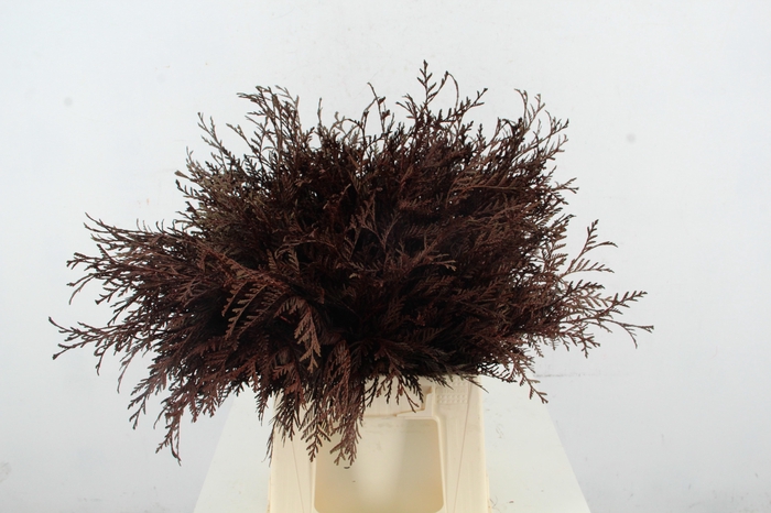 <h4>Coniferen Brown Per Bunch</h4>