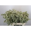 Chamelaucium Blizzard