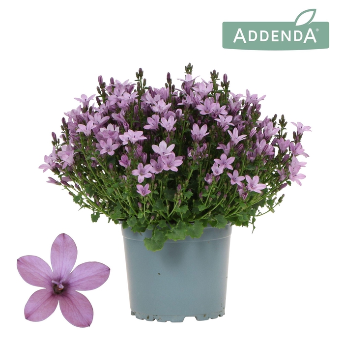 <h4>Campanula Addenda Ambella pink</h4>