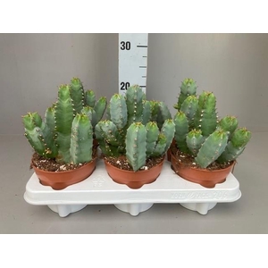 Euphorbia Resinifera