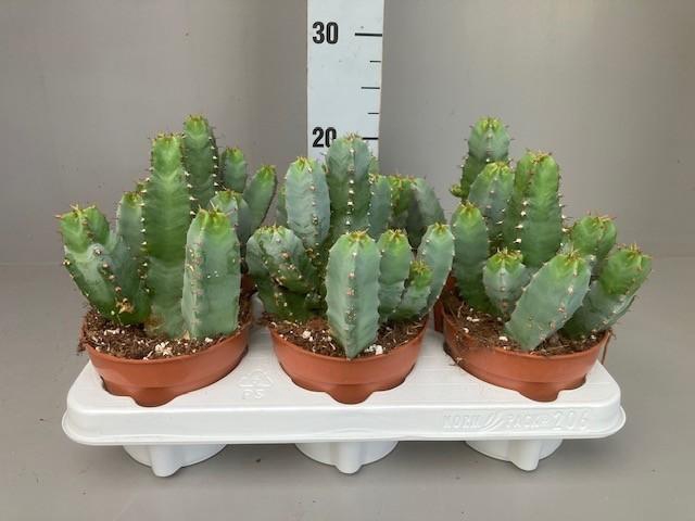 <h4>Euphorbia Resinifera</h4>