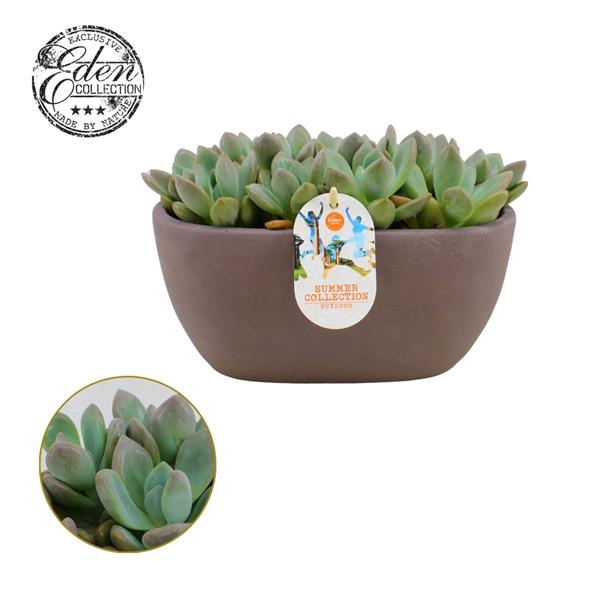 <h4>Echeveria Opalina 25cm Summer Collection</h4>
