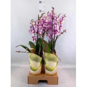 Phalaenopsis  'Ant Barcelona'