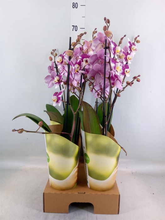 <h4>Phalaenopsis  'Ant Barcelona'</h4>