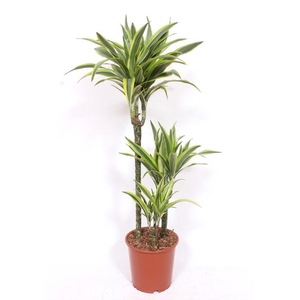 Dracaena Lemon Lime 60-30-15