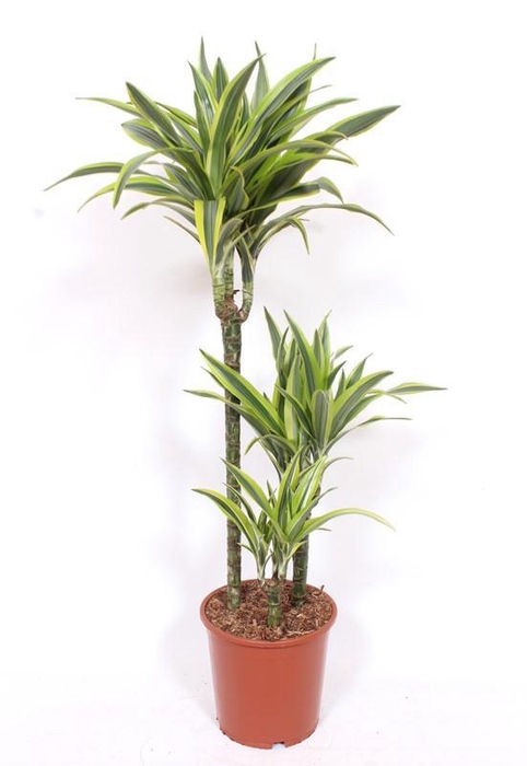 <h4>Dracaena Lemon Lime 60-30-15</h4>