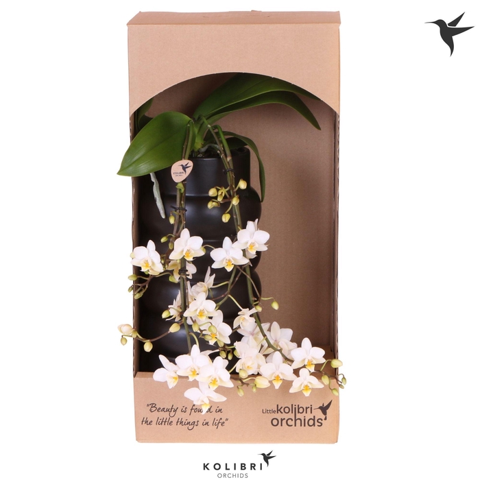<h4>Kolibri Orchids Phalaenopsis Victoria Fall in Bubble fall black in showbox</h4>