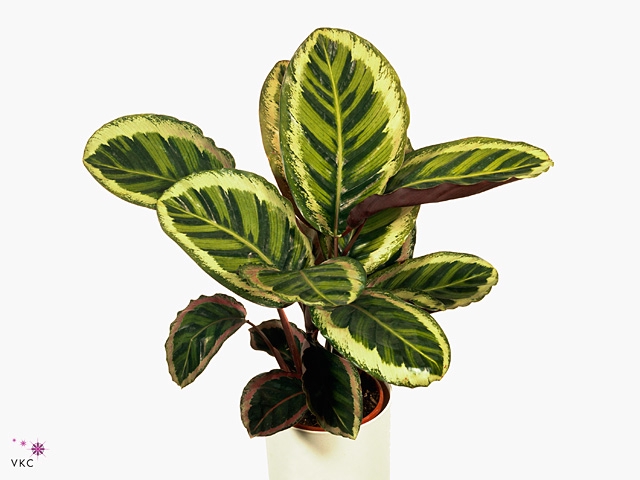 Calathea roseopicta 'Angela'