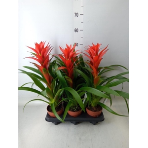 Guzmania  'Ostara'