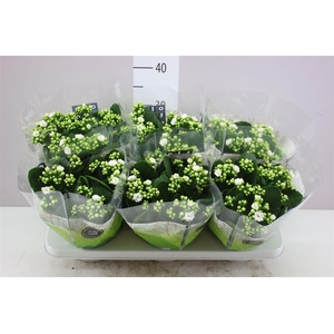 Kalanchoe Rosalina Wit
