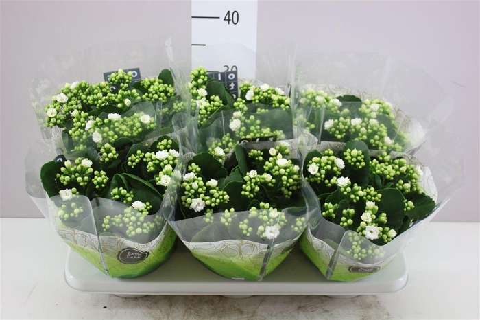 <h4>Kalanchoe Rosalina Wit</h4>