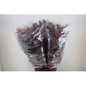 Mimosa Baleana Abs Red P Bunch