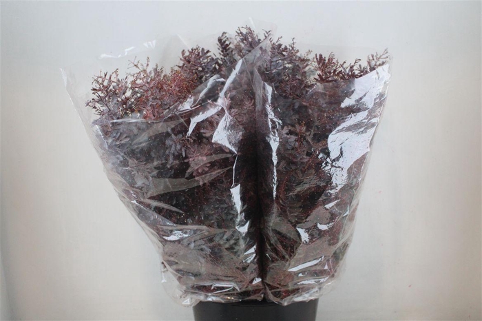 <h4>Mimosa Baleana Abs Red P Bunch</h4>