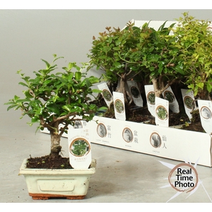 BONSAI GEM