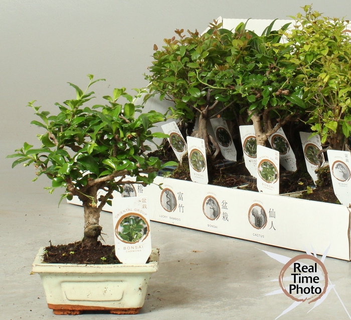 <h4>BONSAI GEM</h4>