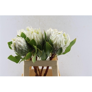 Protea Cynaroides White