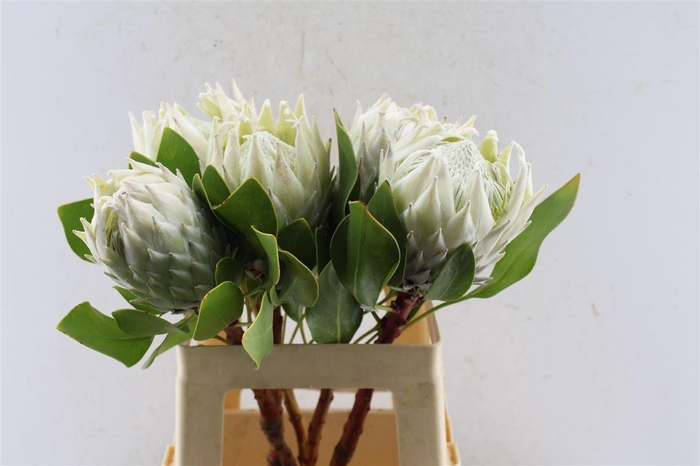 <h4>Protea Cynaroides White</h4>