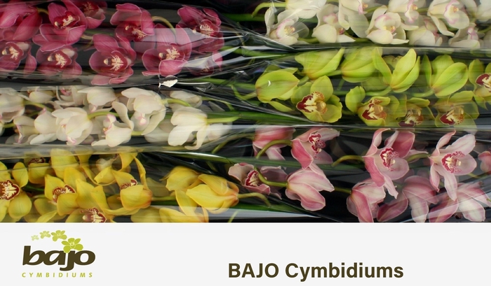 <h4>CYMB T GEM</h4>