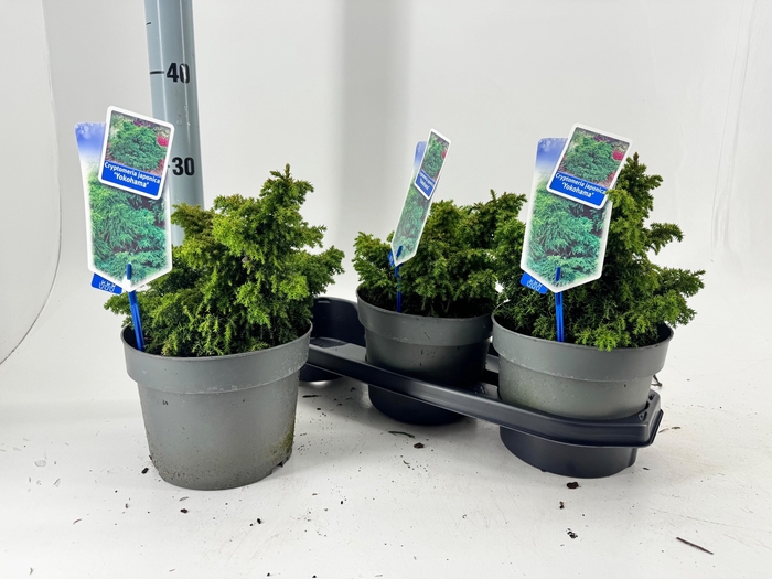 <h4>CRYPTOM JAPONICA</h4>