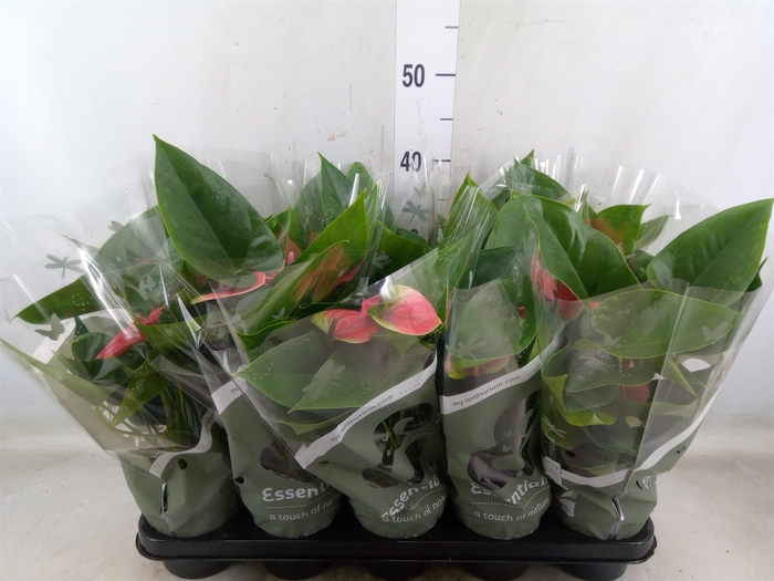 <h4>Anthurium andr. 'Sweet Dream'</h4>