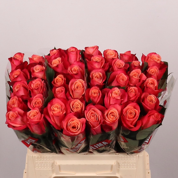 <h4>R Gr Helene</h4>
