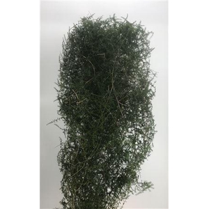 Asparagus Acutifolius