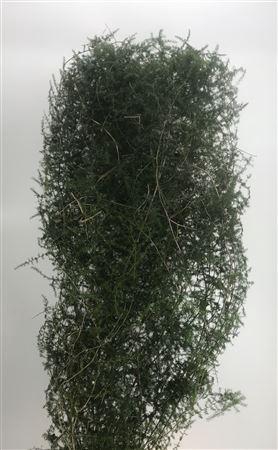 <h4>Asparagus Acutifolius</h4>