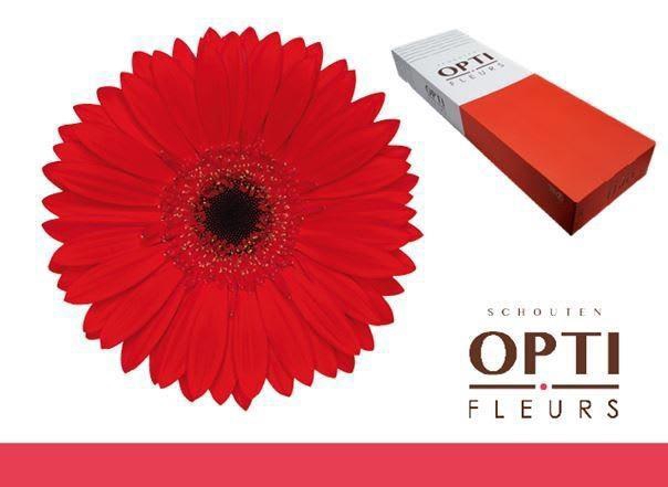 <h4>GE GR BLINDDATE</h4>