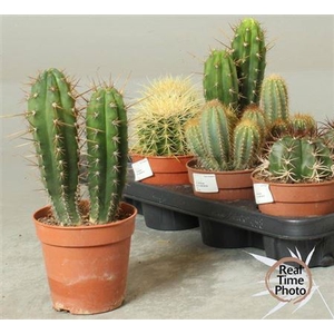Cactus overig