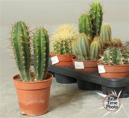 <h4>Cactus overig</h4>