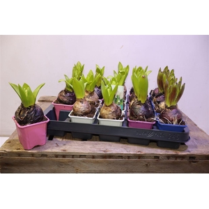 arr8 Hyacin Oriental Gem