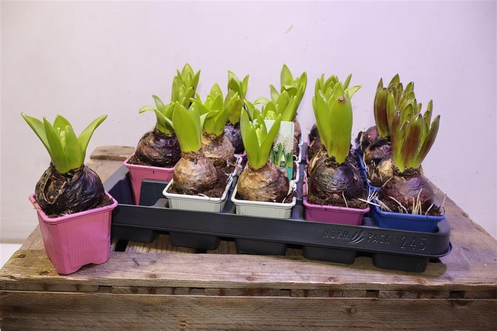 <h4>arr8 Hyacin Oriental Gem</h4>