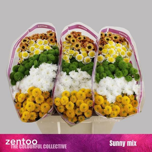 <h4>CHR SAN GEM SUNNY MIX</h4>