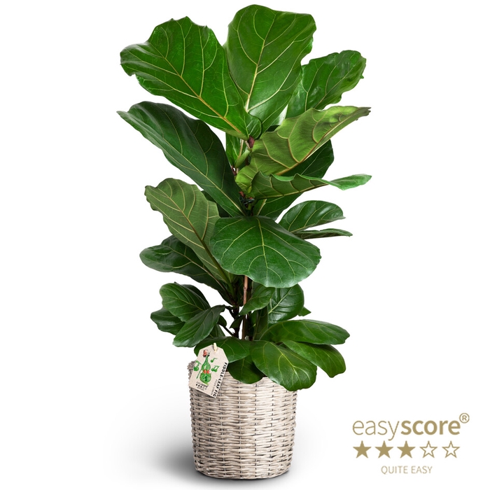 FICUS LYRATA P26 BASKET